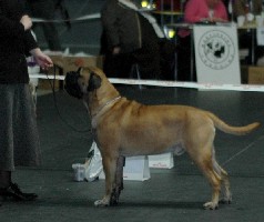 Saurus 2.2009