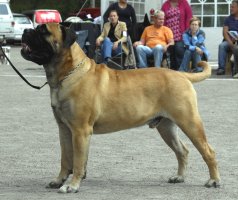 Saurus 08.2009
