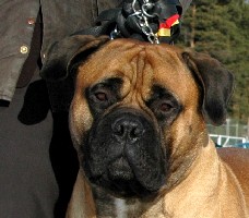 Saxon 3 yrs Saxon 3 yrs