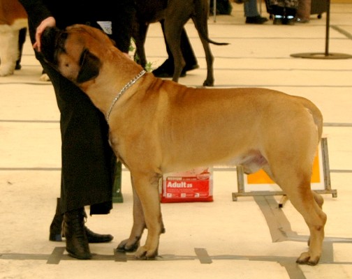 Saxon 3 yrs