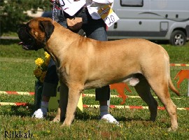 Saxon Speciality 2007