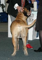 Saxon ResCACIB Finnish Winner 2008