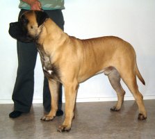 Saxon 1 year