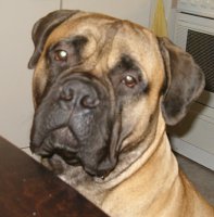 Saxon 1 year