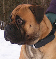 Saxon 2 years