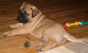 Saxon 5,5 weeks 