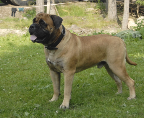 Saxon 07.2009