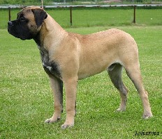 Saxon 6,5 months side