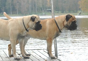 Monster of the lake