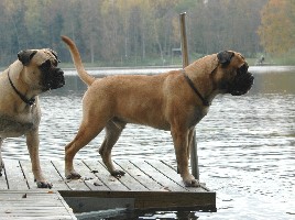 Monster of the lake