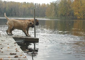 Monster of the lake