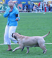 Selma Lithuaninan Molosser Winner 2006