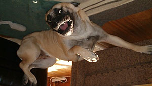 Remarkabull