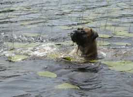 Signe 07.2009