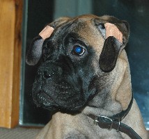 Siiri 3,5 months