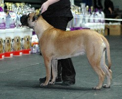 Siiri BIS2 junior 2.2009