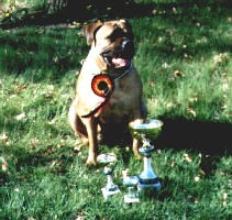 Sylvi TOKO koira 2002