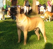 Taisto 11 kk/months
