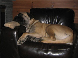 Tauno 2006 