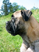 Tauno 6.2008
