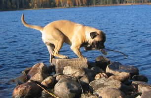 Tauno 2005
