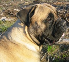 Tauno 1,5 years