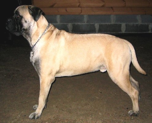 Tauno