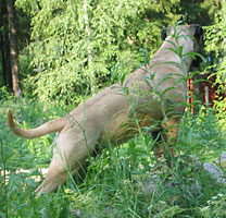 Tauno 2006