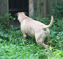 Tauno training 2006