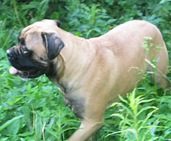 Tauno 2006