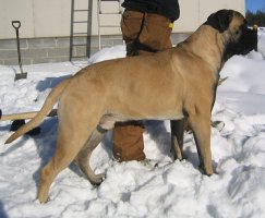 Tauno 2006