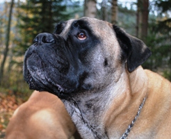 Tauno 10.2010