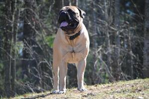 Toivo 17,5 kk/months Toivo 17,5 kk/months