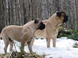 Aatos 7 v/yrs & Toivo 5 kk/months