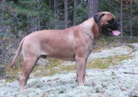 Topelius 20 kk/months