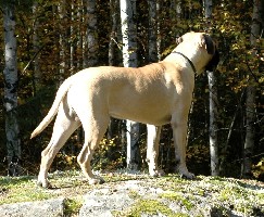 Topelius 8 months 