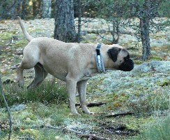 Topelius 8,5 kk/months