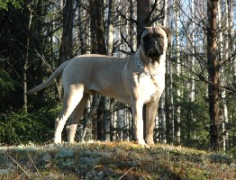 Topelius 9,5 months