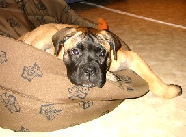 trea 3 months