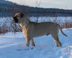 Urho raunioilla 