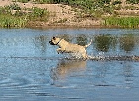 Urho uimaan/Urho goes swimming