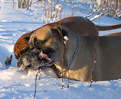 Urho 2005
