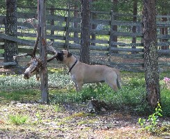 Urho meets reindeer 2005
