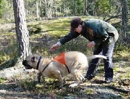 Urho search