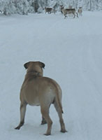 Urho 2006