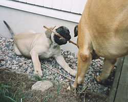 Urho 2003