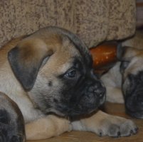 6 viikkoa/weeks