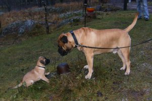 Wanda 11 viikkoa/weeks & Saxon