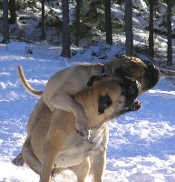 Wiivi & Oiva wrestling