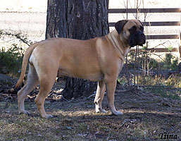 Wiivi on May 2007 